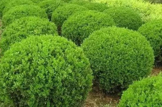 喬、灌木類植物的養(yǎng)護要點，看看凱蒂分享的這6點！
