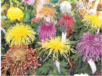 2020花木產業(yè)大事盤點