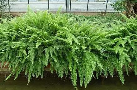 超可愛(ài)蕨類植物有哪些，你知道怎么養(yǎng)嗎？ 湖北綠化公司教你一招