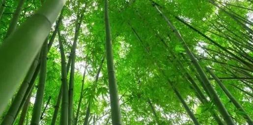你知道樹木在園林綠化中的分類嗎？