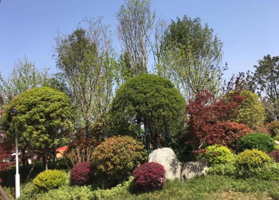 春季氣溫開(kāi)始回升，襄陽(yáng)園林綠化公司做好這些養(yǎng)護(hù)舉措，苗木來(lái)年存活好，長(zhǎng)枝快