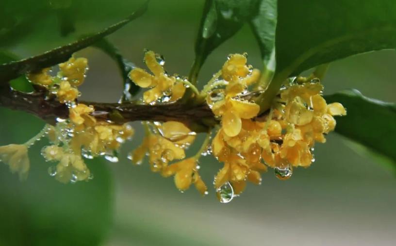 春季桂花移栽修剪有訣竅，襄陽園林綠化公司親傳經(jīng)驗(yàn)，來年花多枝密長勢好