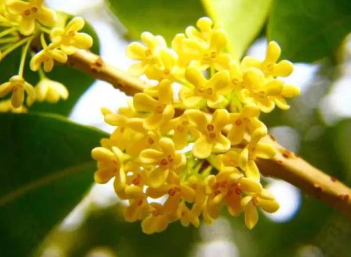 園林綠化zui愛的10種“花香之樹”！