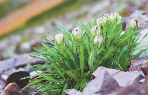冰天雪地，為何也有植物開花？