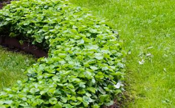 園林綠化時(shí)，植物配置的技巧有哪些呢？